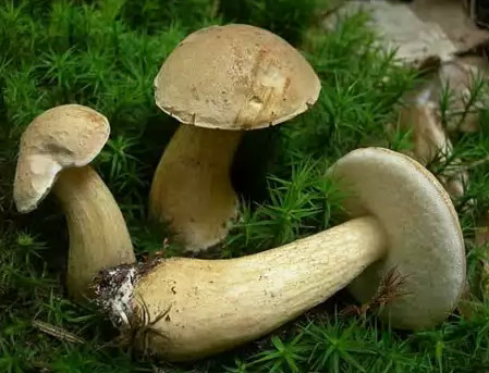   ,  Tylopilus felleus